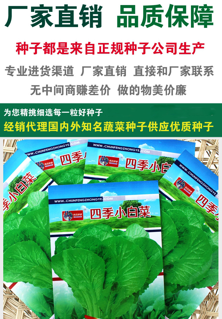 青梗小白菜种子小白菜籽快菜种子四季蔬菜盆栽四季种植种子批发