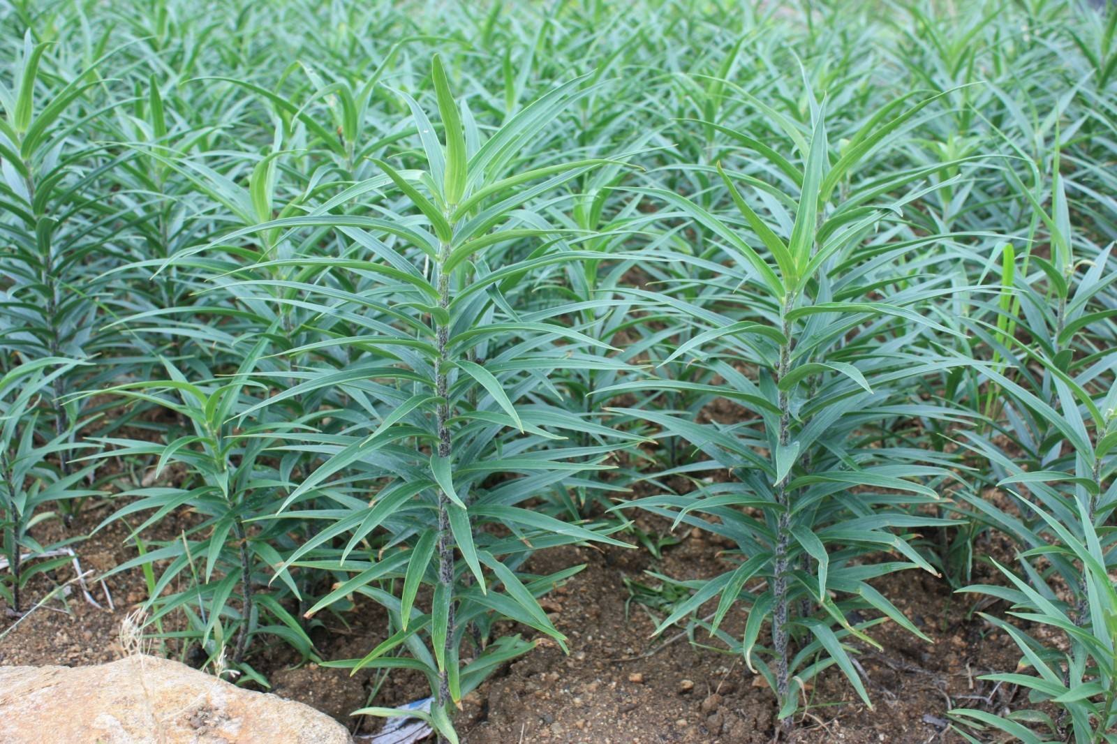 食用百合种球观花宜兴现挖鲜百合带芽煲汤多头甜百合花卉种子盆栽