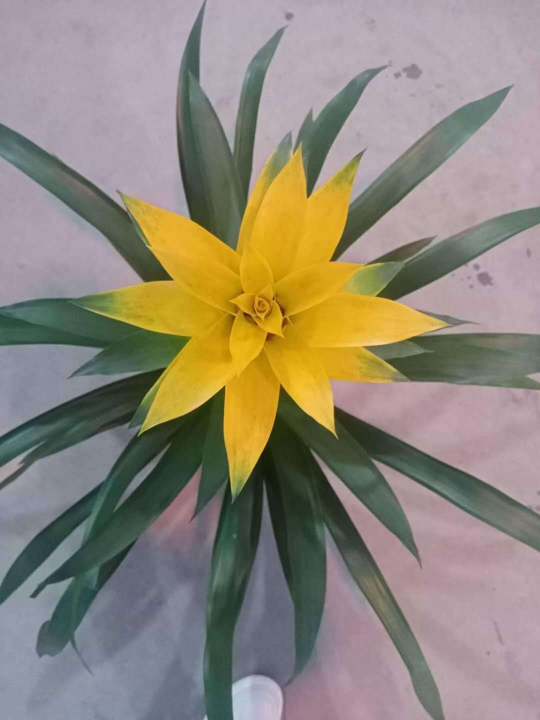 基地直销年宵花卉绿植客厅室内观花植物鸿运当头黄星凤梨花