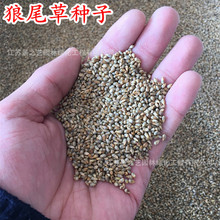 护坡草籽观赏狼尾草种子狗尾巴草种子狗尾草种子野芒草种子护坡