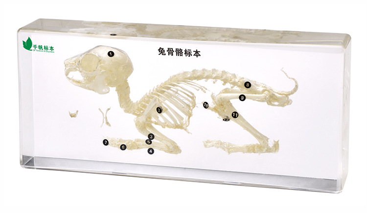 年级上册生物第一单元思维导图_八年级上册生物知识点归纳_年级上册生物知识点总结