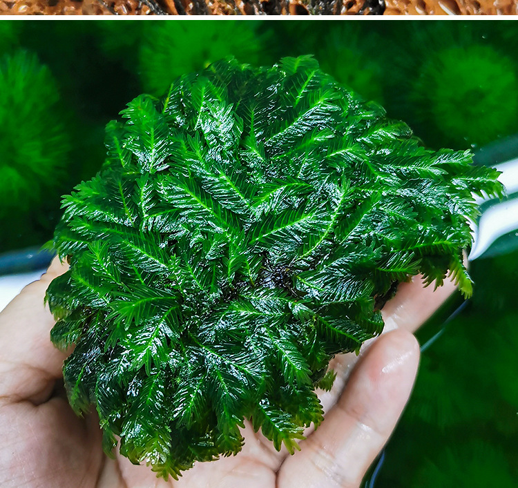 美凤莫斯沉石凤尾苔莫斯定植火山石鱼缸虾缸造景装饰懒人moss水草
