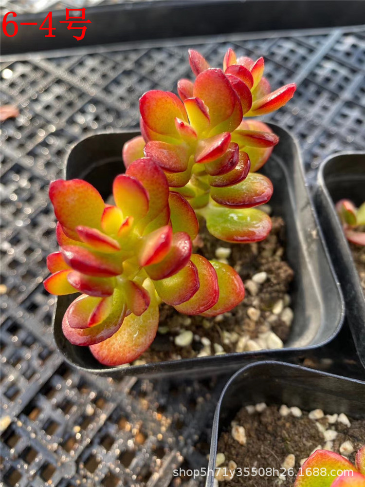 069大棚限量批发多肉植物 金边玉树小桩盆9cm多肉品种 状态