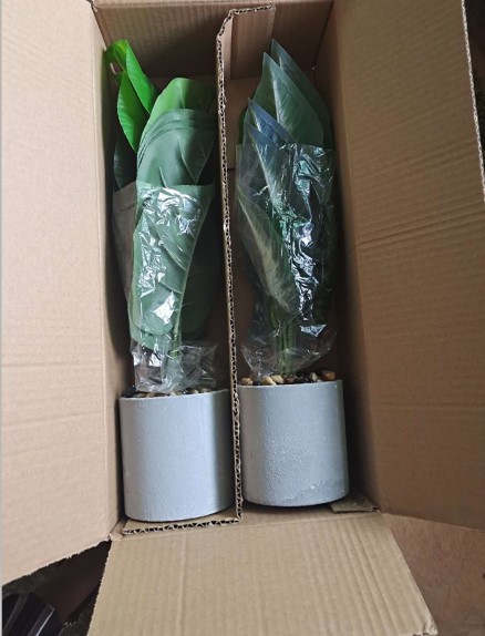 每个内盒2棵盆栽,外箱尺寸:47*44*58产品包装:内盒包装:一盒2棵植物