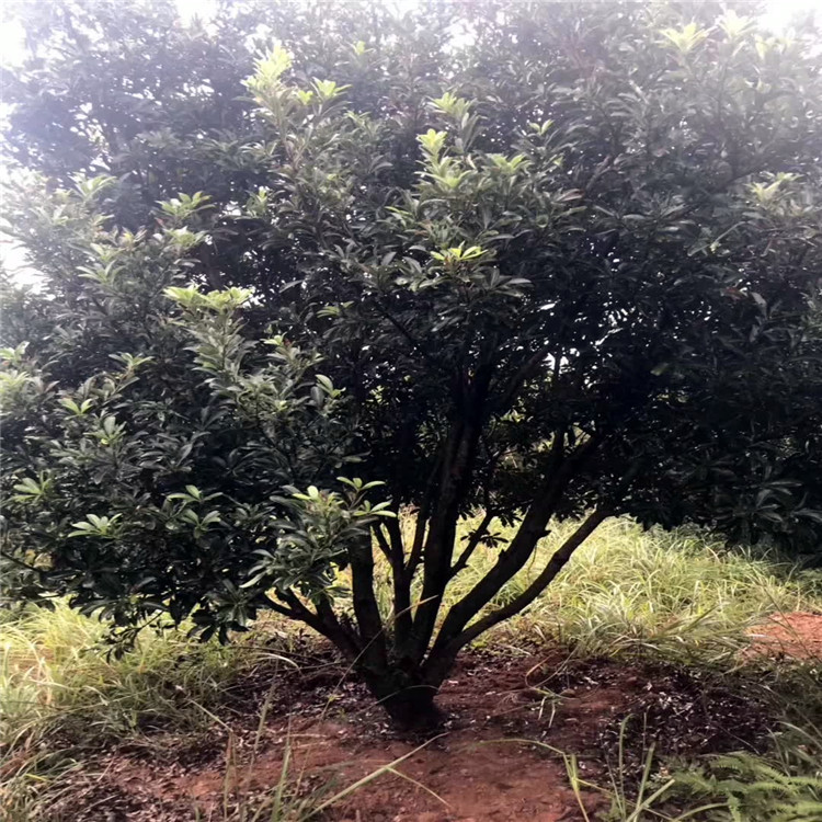 湖南丛生杨梅树产地 冠幅200-250-300丛生杨梅价格-阿里巴巴