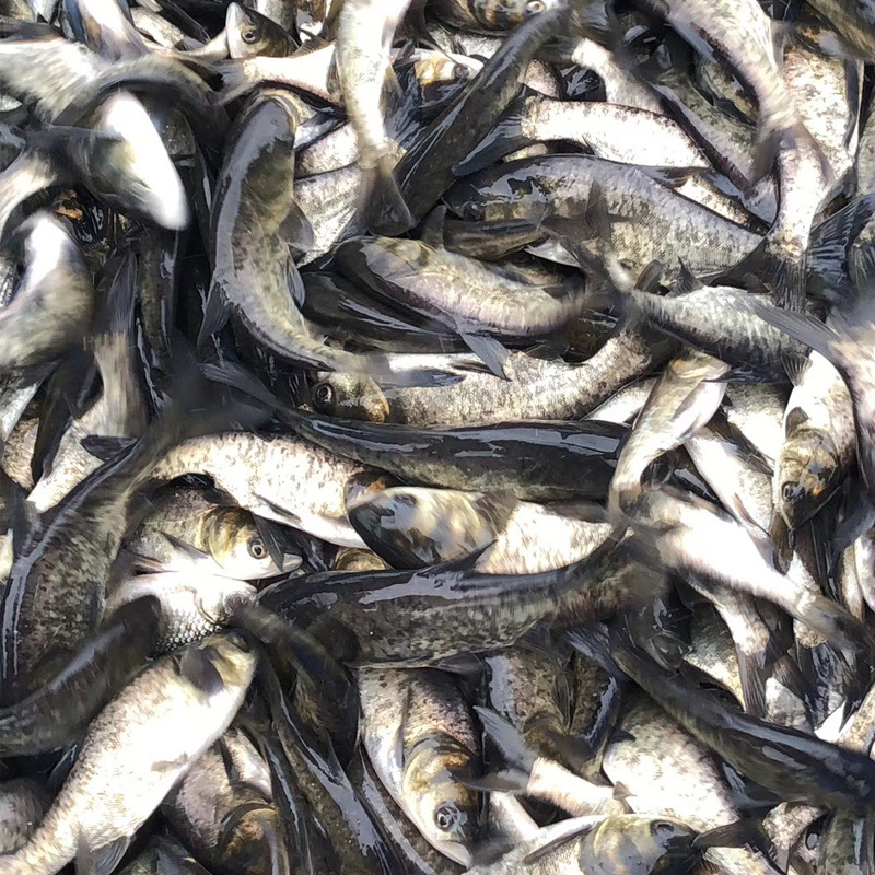 大量批发出售 花鲢鱼苗 现货 淡水花鲢鱼苗鲜活胖头鱼苗鳙鱼苗