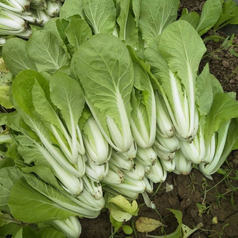 东升小白菜种子种籽春播秋季阳台四季小青菜孑高产抗病耐寒蔬菜孑