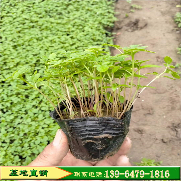 彩诺园艺醉蝶花盆栽花种 矮醉碟杯苗 盆栽醉蝶花盆苗