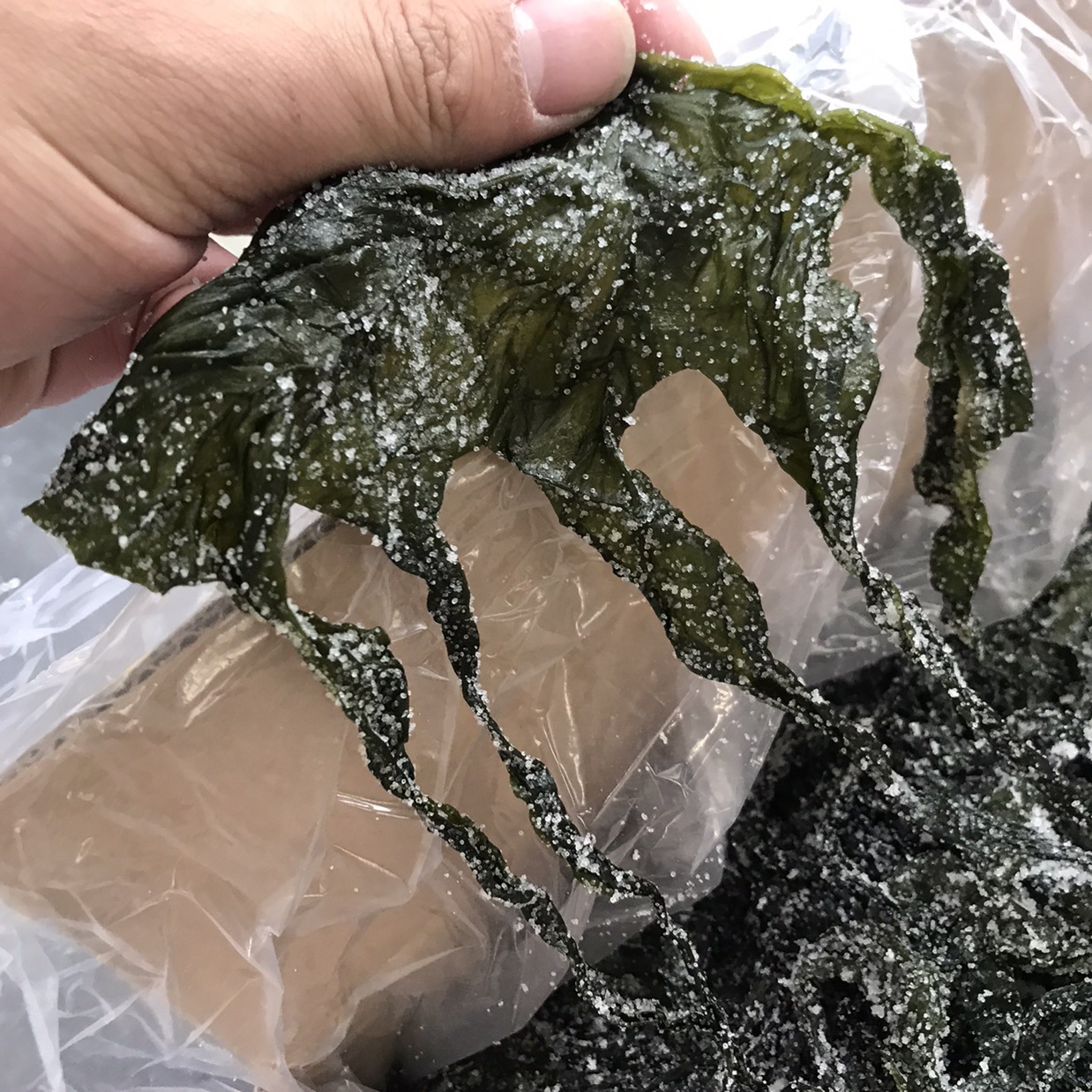 盐渍裙带菜海白菜海海带海带苗凉拌菜麻辣烫火锅食材