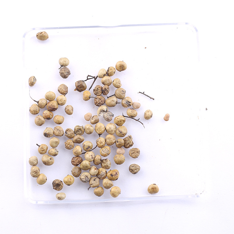 漆树种子 油漆树种子 山漆 割漆树 绿化行道林木苗木树种子