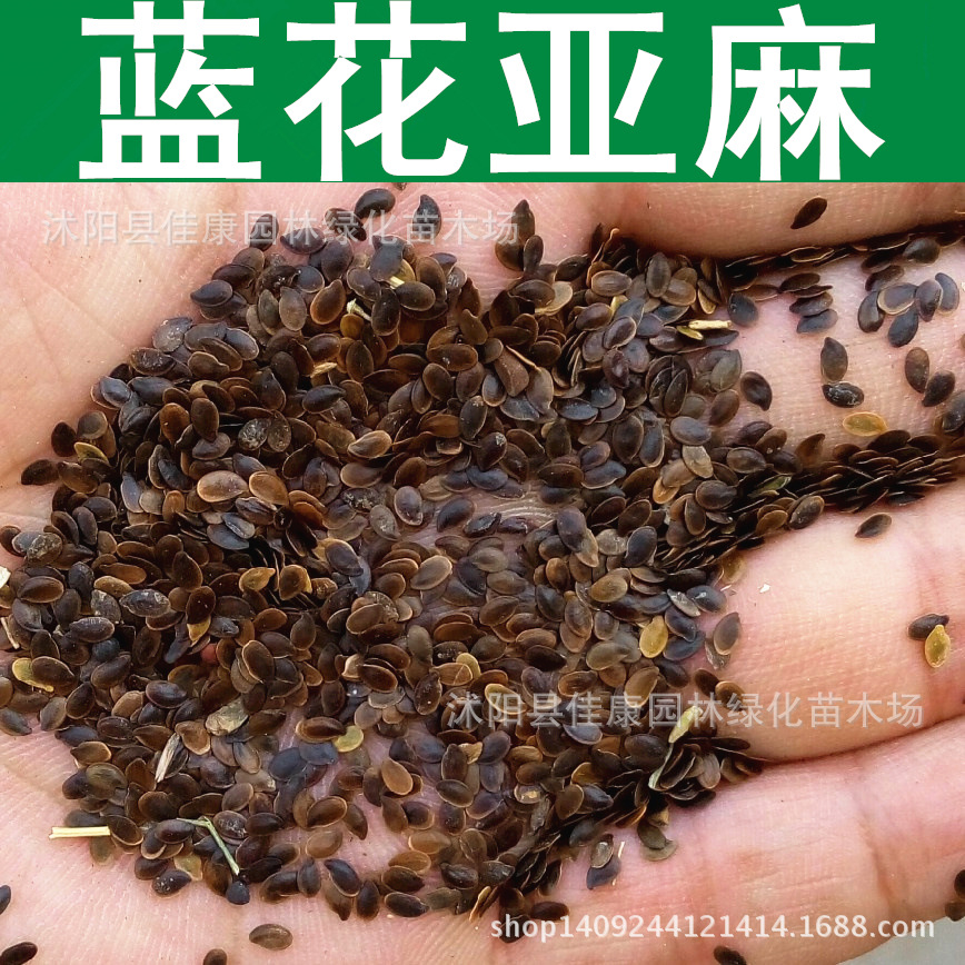 草花种子蓝花亚麻种子兰花亚麻花卉种子1件1斤