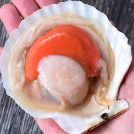 冷冻扇贝日月贝  半壳扇贝带红膏扇贝 带壳大半壳夏威夷贝批发