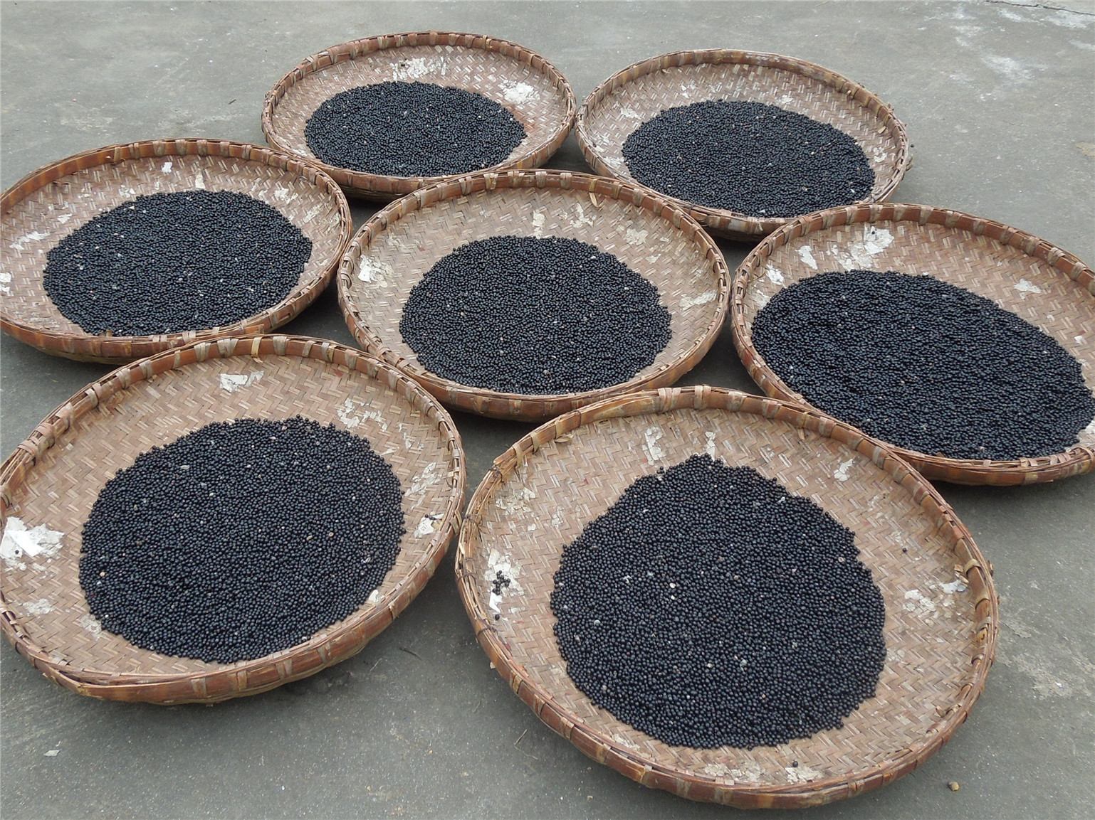 武竹种子 切花配叶植物 工程用绿植种籽 盆栽观赏