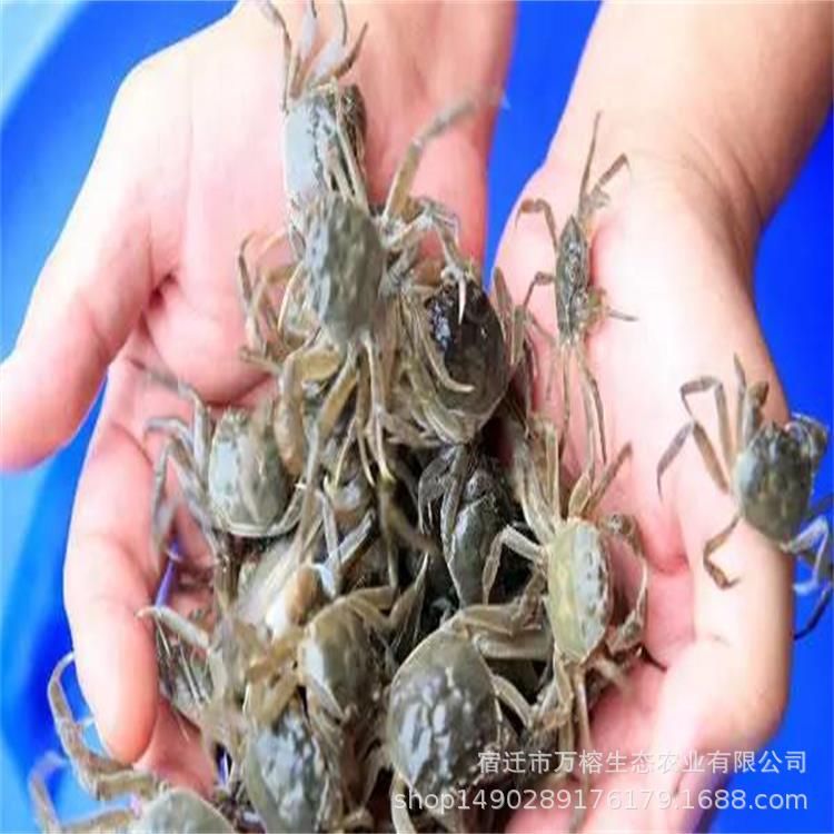 批发大种母本蟹苗青蟹苗洪泽蟹苗