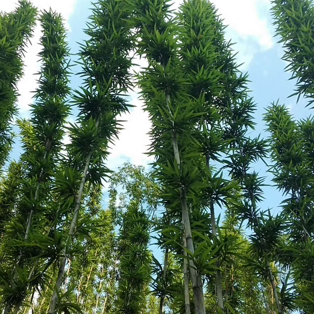 怀集县大厘竹茶竿竹装饰竹菜架竹箭竹滑雪杆竹竹签竹篱笆竹