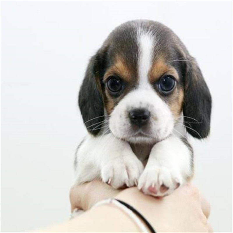 【兔宠物狗】-兔宠物狗厂家,品牌,图片,热帖-阿里巴巴