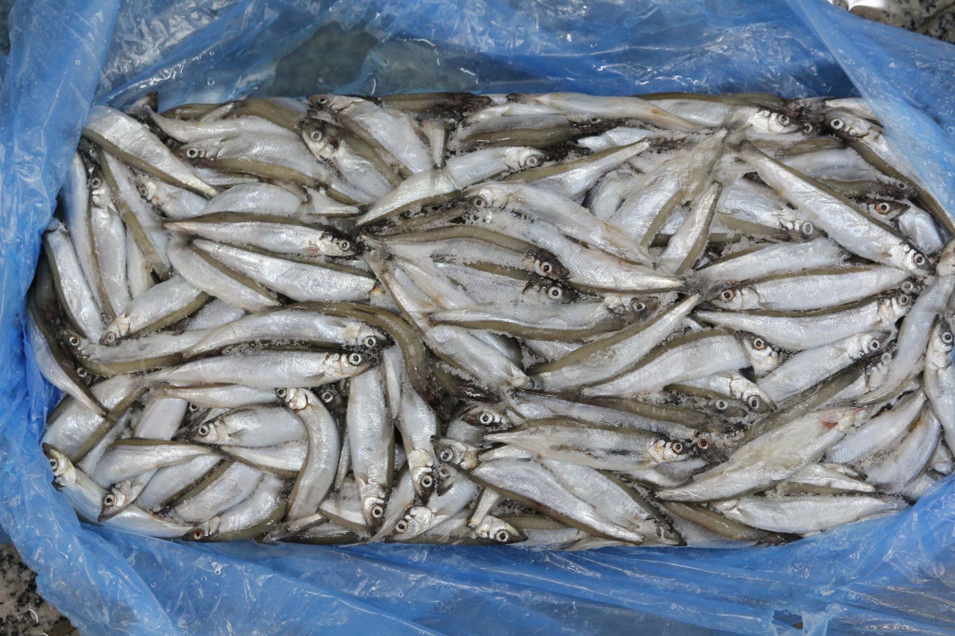 【翔之鱼】母体多春鱼 单冻满籽 全规格冷冻5公斤/件海鲜批发