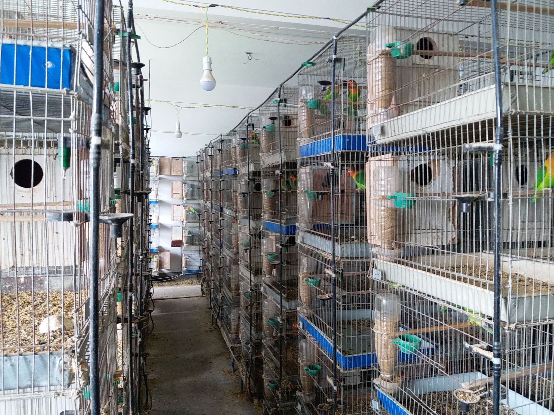 本场所有鹦鹉都是自家养殖,体质健康.