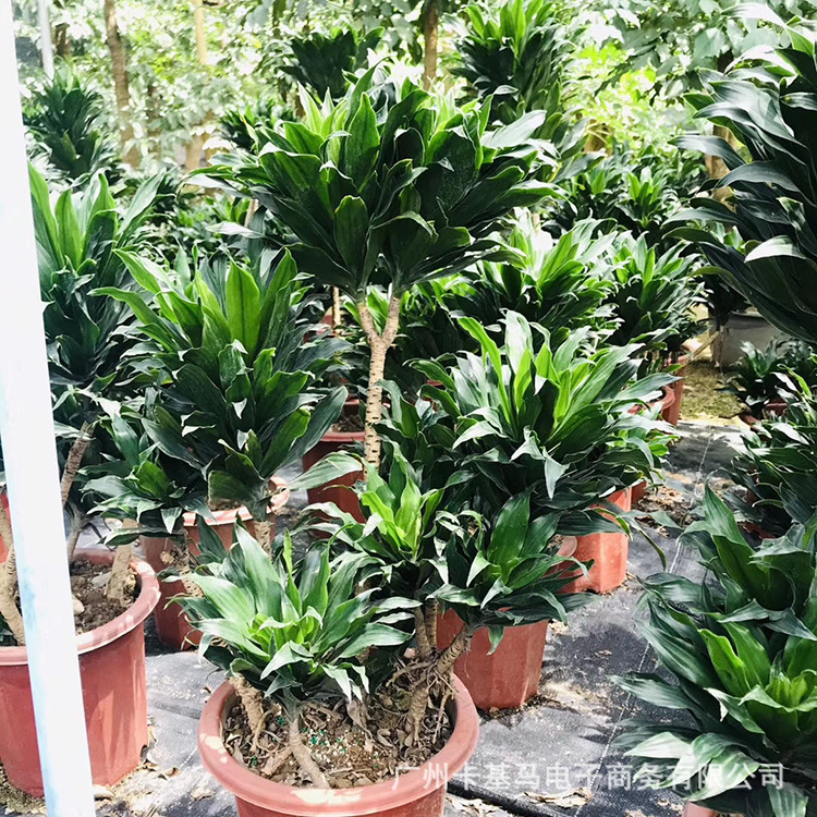 基地直批|老桩太阳神四季盆栽常青大型客厅庭院观叶居家绿植物