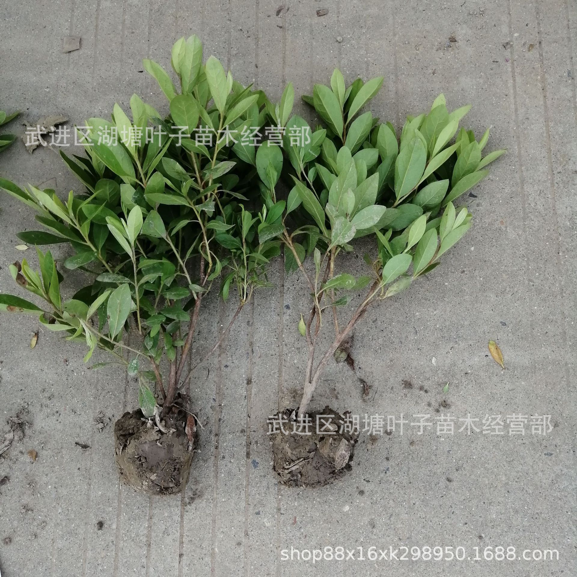 毛鹃毛球 毛杜鹃球 毛鹃小毛球 绿化工程苗毛鹃毛球毛鹃小毛球
