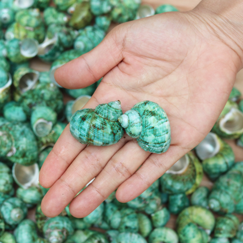 1斤1件 天然贝壳海螺家居地台摆设水族装饰鱼缸造景 批发绿蝾螺