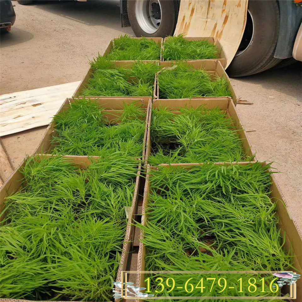 红叶地肤种子 观叶植物 扫帚菜营养钵苗易种植
