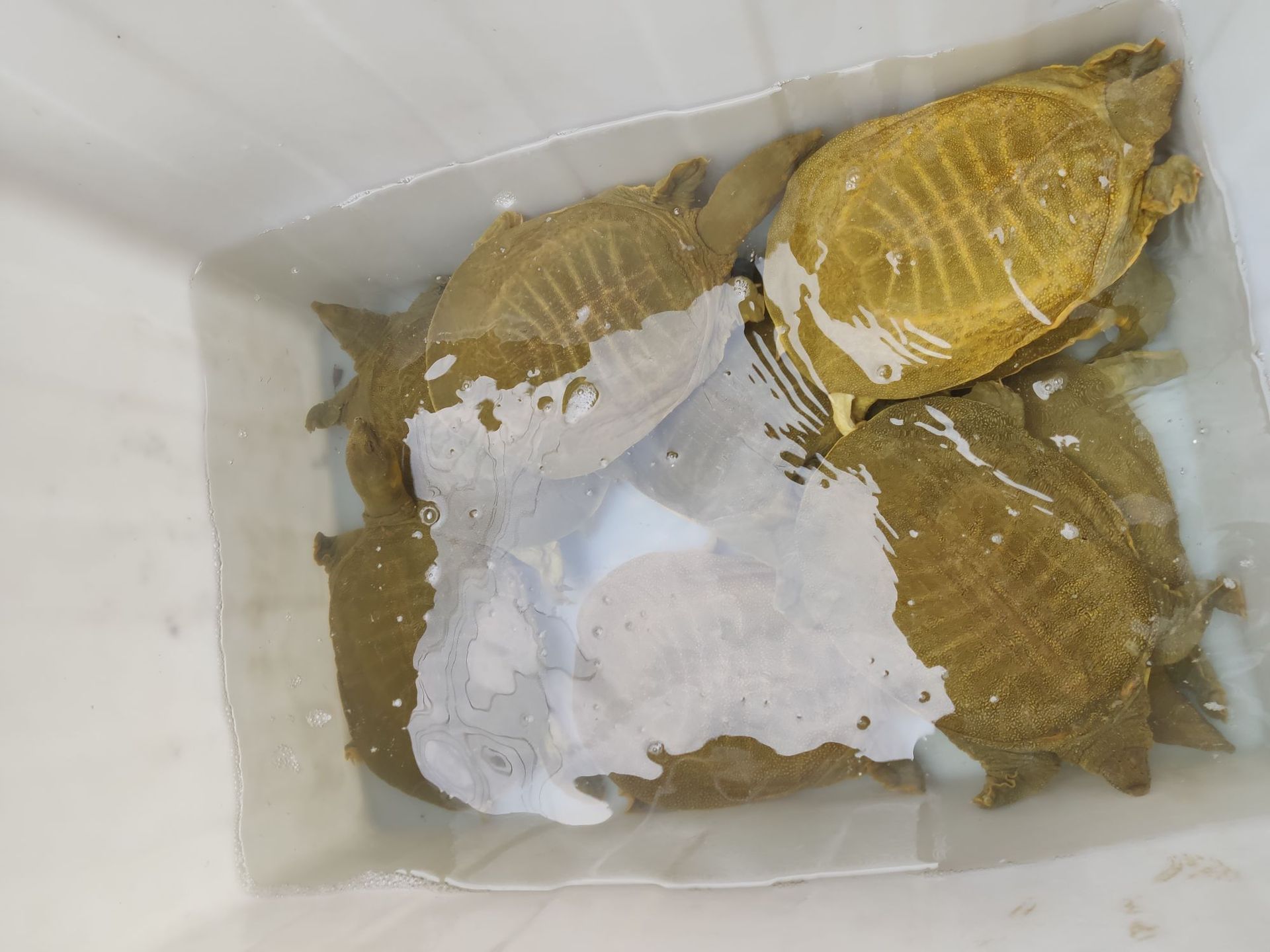 汉寿黄金甲鱼 生态外塘放养鲜活大甲鱼水鱼鳖老王八老鳖食用