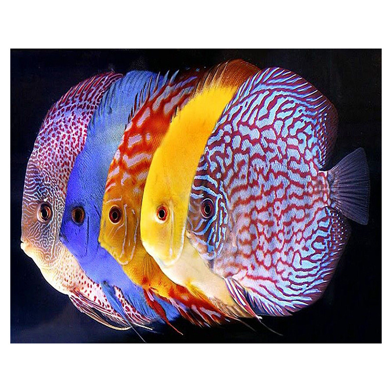 新款5d钻石画七彩神仙鱼系列满钻十字绣客厅装饰挂画批发定制