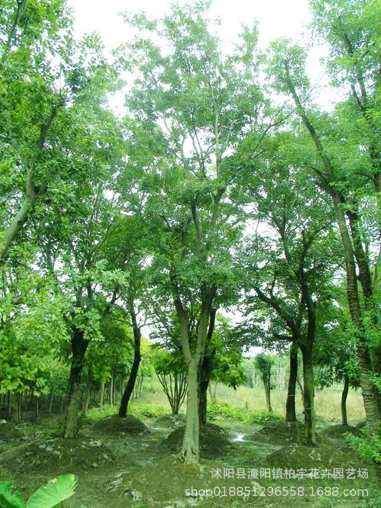 朴树苗大叶朴树苗小叶朴树苗绿化苗木朴树树苗占地绿化苗木朴树苗