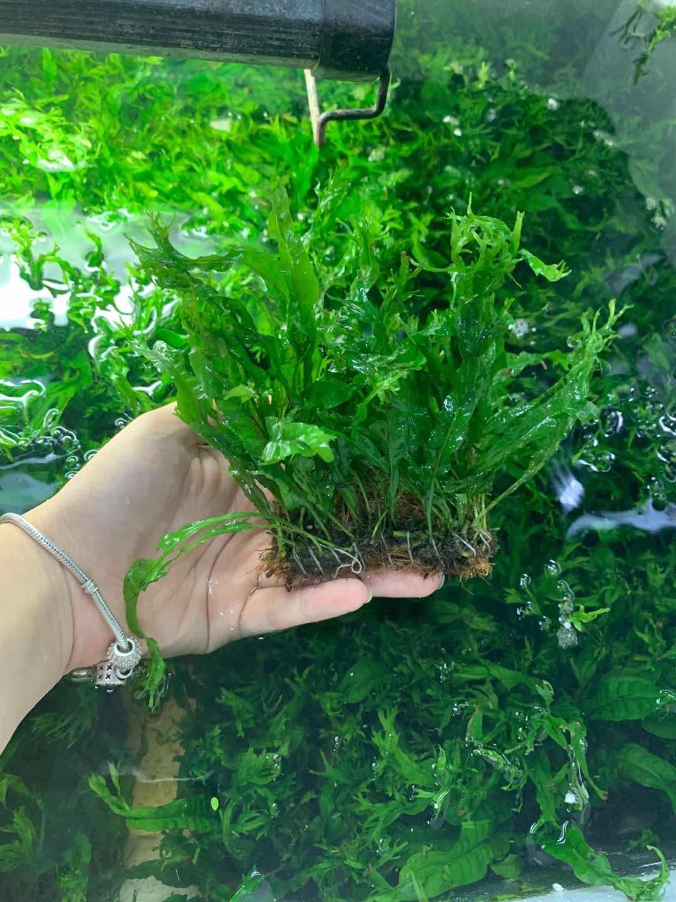 鹿角铁皇冠 水草批发 前景草