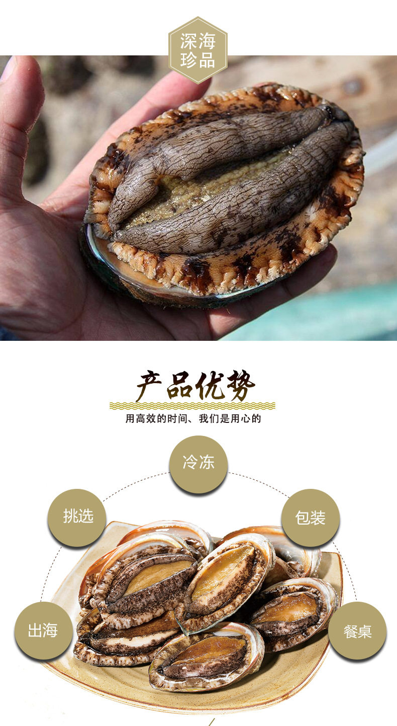 活冻鲍鱼冰冷冻水产大连厂家批发獐子港中科水产新鲜鲍螺海鲜冻品