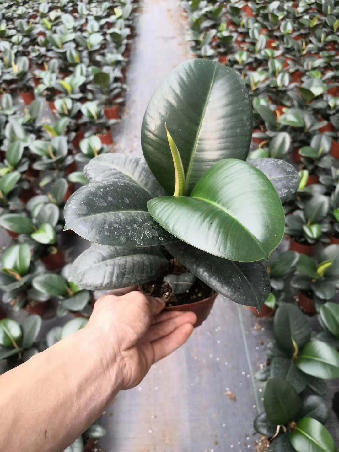 基地直销 花卉植物盆栽 居家绿植花卉 净化空气盆栽 120#美国榕