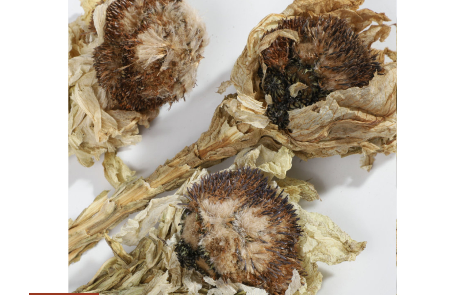 批发雪莲整颗 新疆雪莲花 雪莲干花一件代发