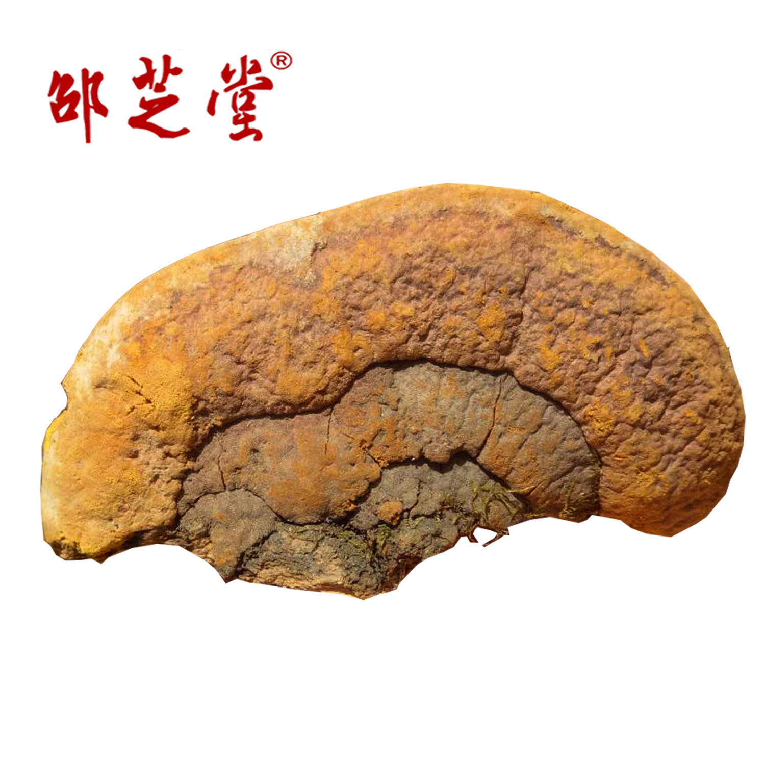 东北吉林野外生长杨树桑黄金边桑黄桑黄菌多选项规格发货非种植