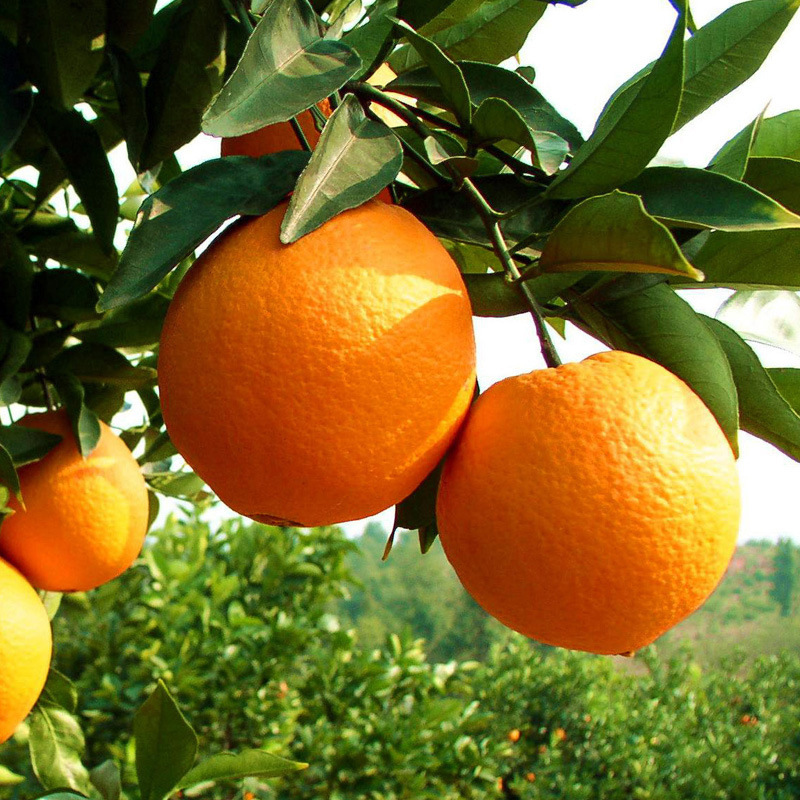 现售赣南脐橙现摘现发甜橙产地新鲜水果