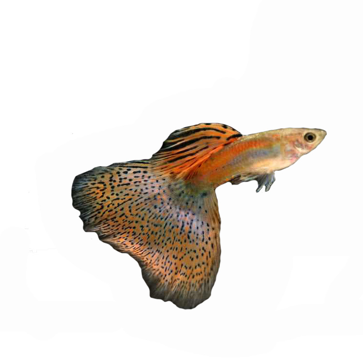 水族宠物孔雀鱼活体热带观赏淡水鱼红草尾草缸群游凤尾批发上层鱼