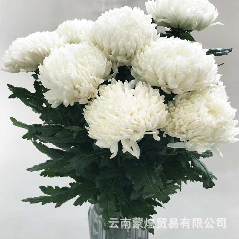 【白大菊花】扫墓清明思亲菊花鲜花花束云南产地一件代发