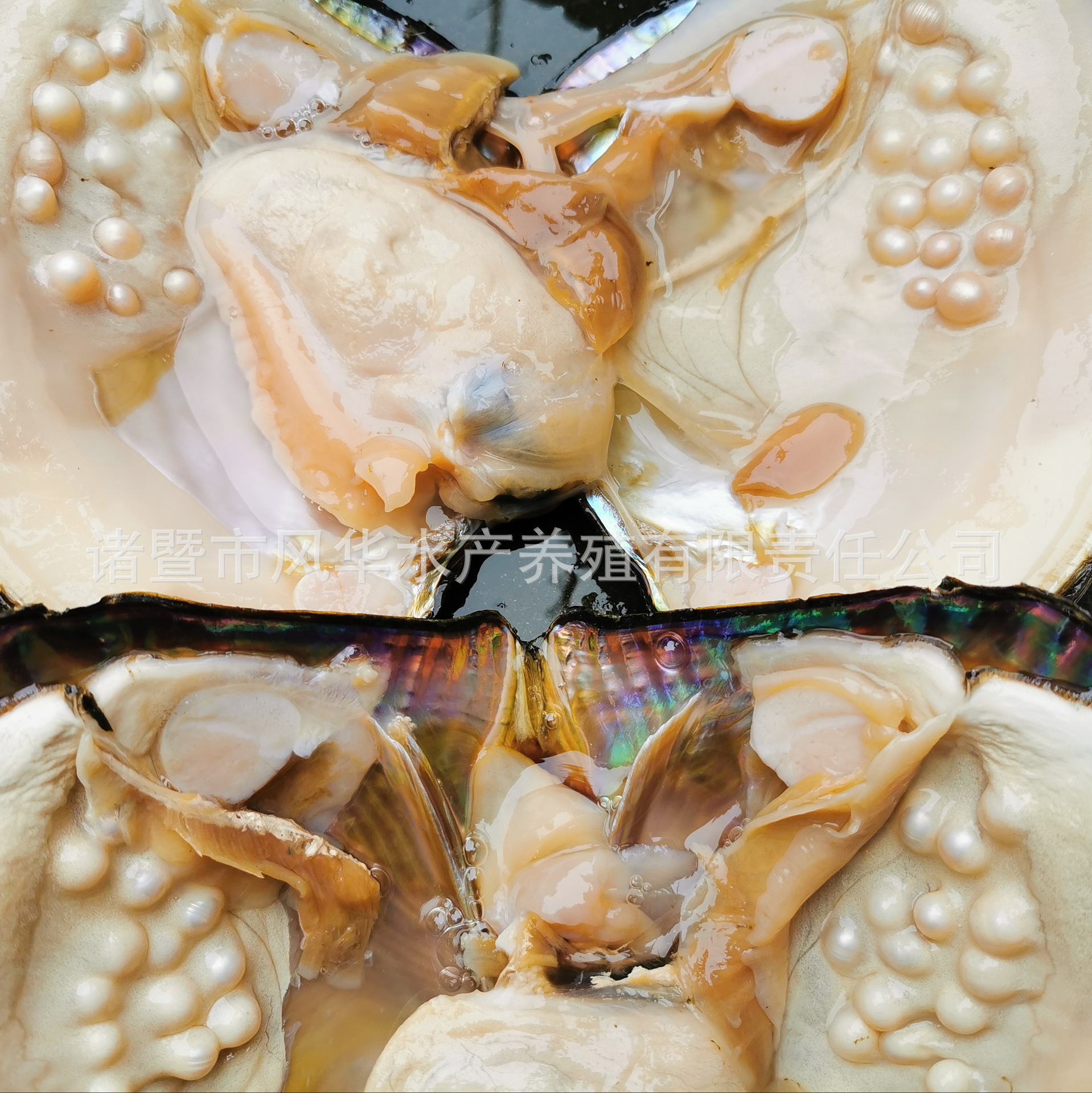 爱迪生蚌多珠蚌养殖基地批发珍珠蚌河蚌旅游景区蚌 空木烂蚌补发