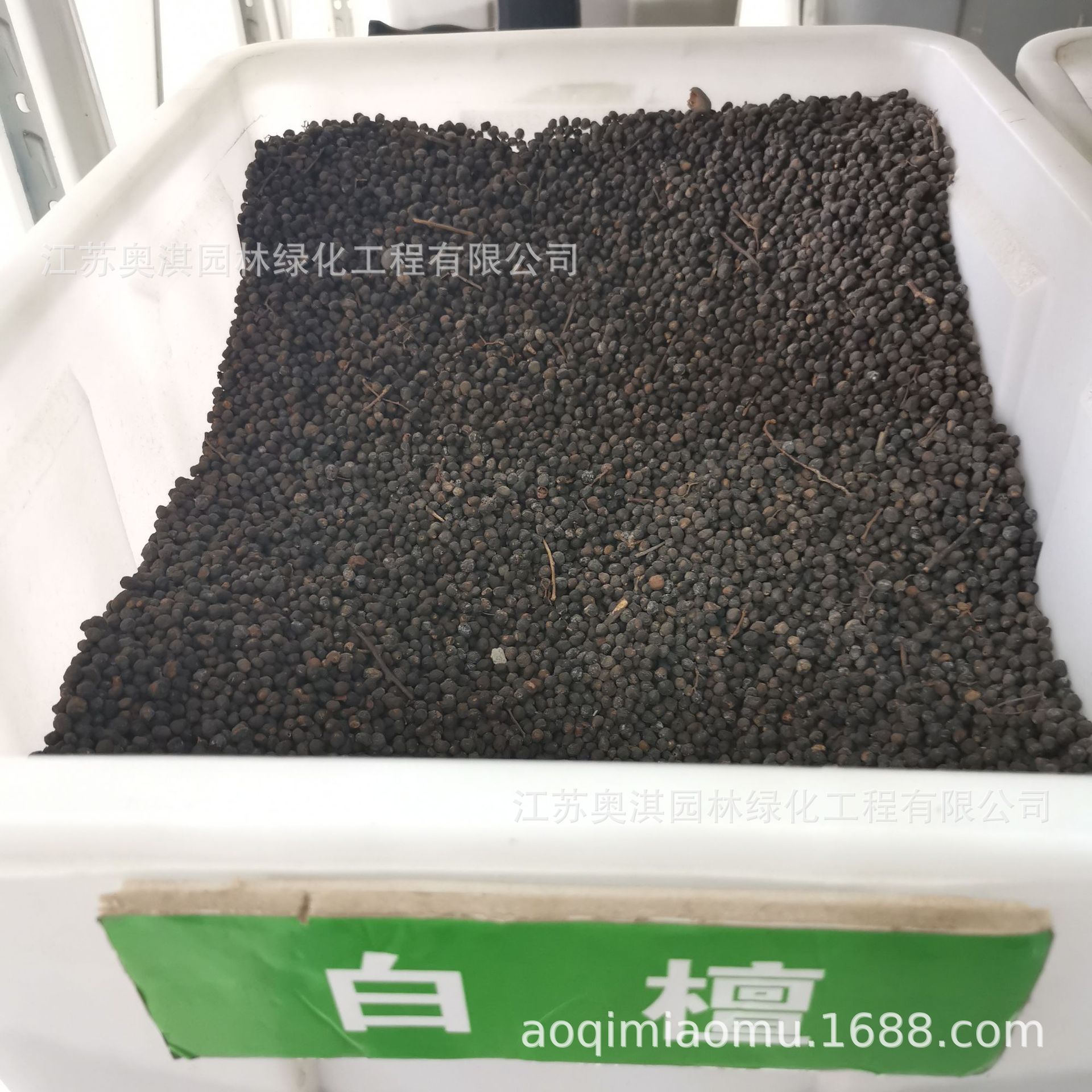 散装林木种子白檀种子檀香种子白檀树檀香树种子量大优惠货到付款