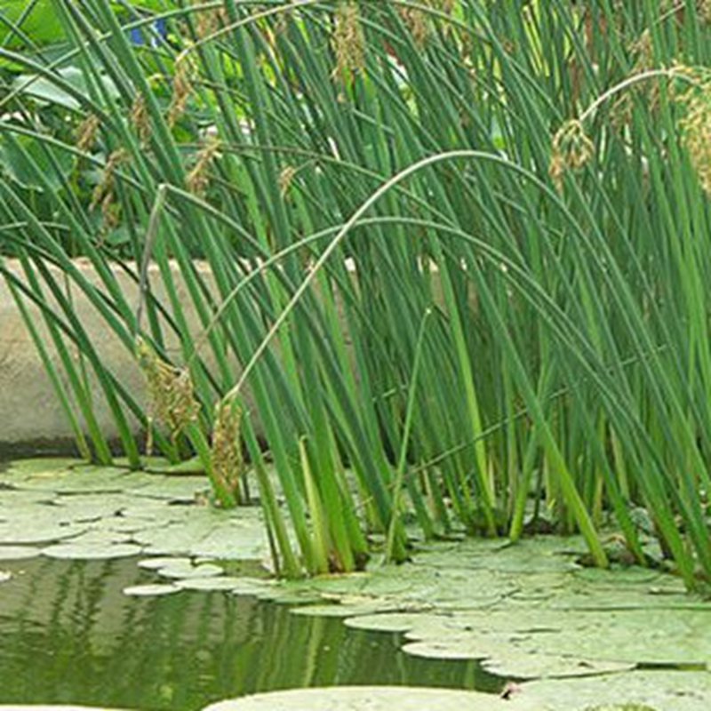 观赏水生花卉植物水葱种子葱蒲籽水丈葱种子植物花草种籽