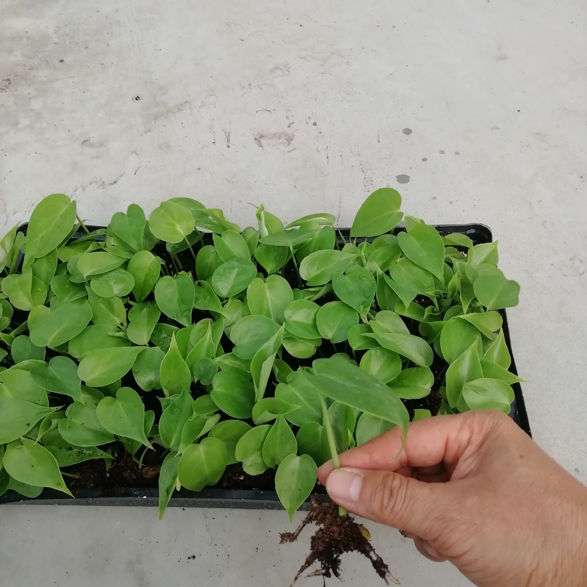 基地批量供应观赏植物 龟背竹苗200株起 园艺绿化花卉种苗批发