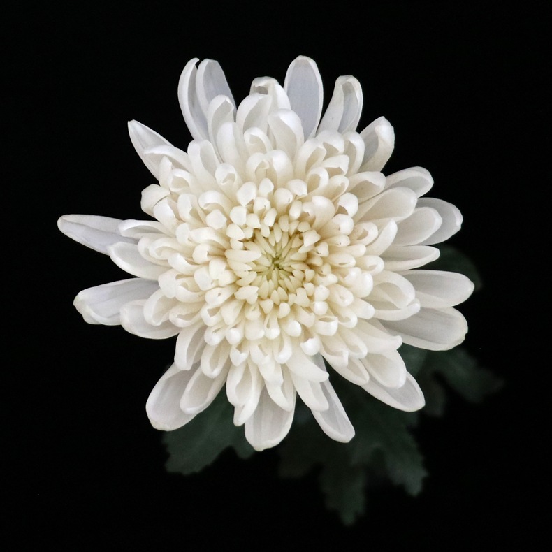 【大黄白菊】云南昆明鲜切花基地直发批发清明节祭祀大黄菊白菊花