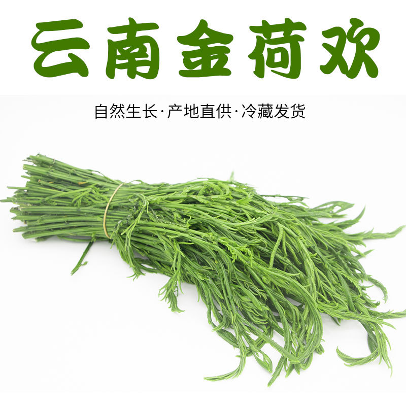 云南新鲜金合欢菜 臭菜德宏傣族生态食材一手货餐饮素食供应500克