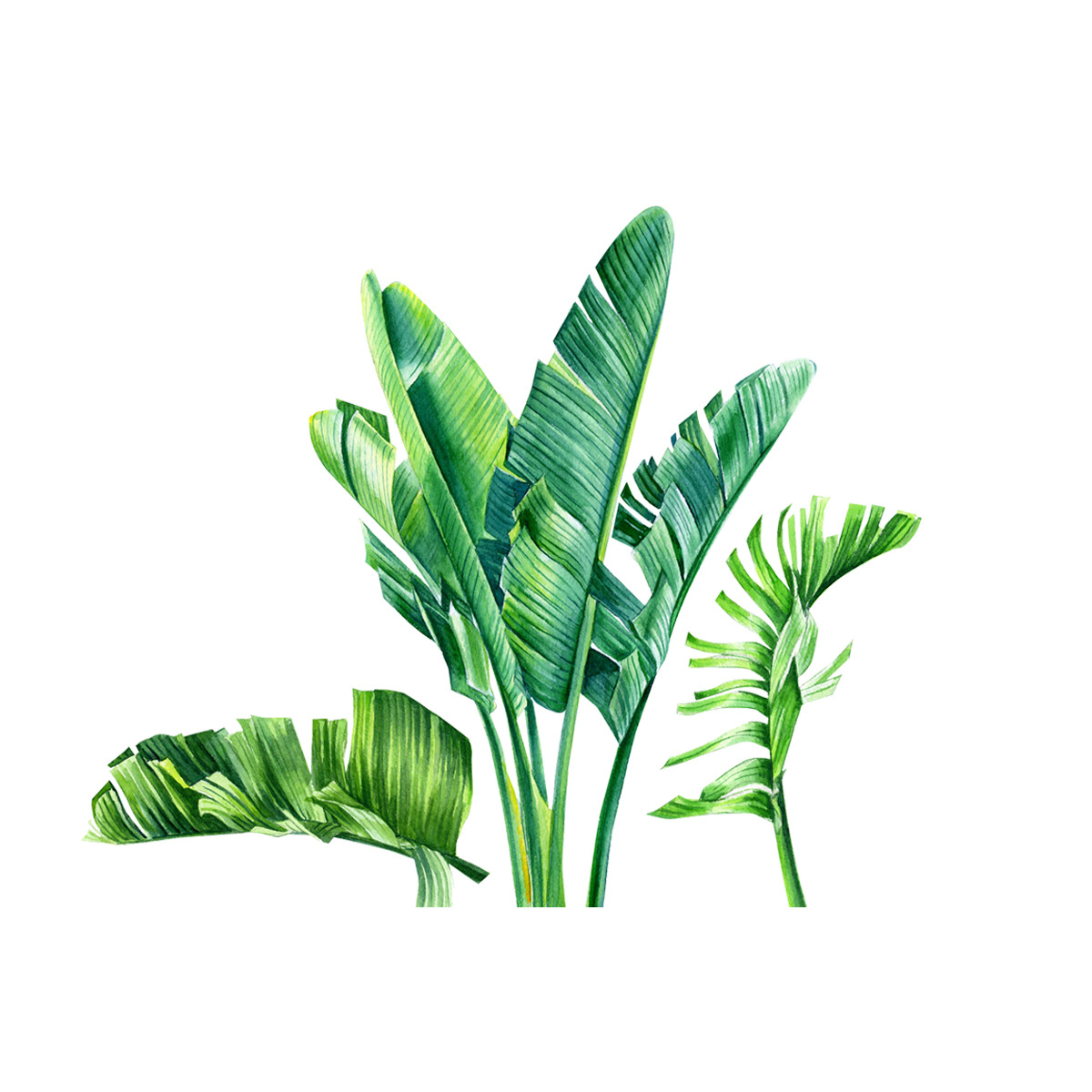 zcj070热带植物芭蕉叶创意花卉墙贴纸 客厅卧室背景墙装饰墙贴画