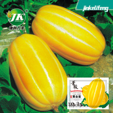 华骏黄金蜜甜瓜种子中厚皮香瓜种籽黄色特大超甜水果种孑瓜果籽种