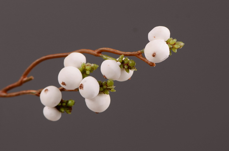 厂家直销品质爆款客厅装饰仿真花批发白色仿真浆果野果小白果批发