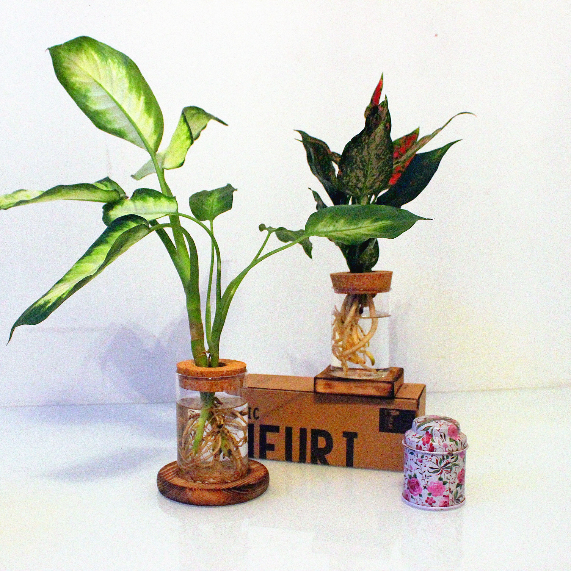 水培植物绿萝玻璃瓶水培水养绿植花瓶室内办公室桌面花瓶