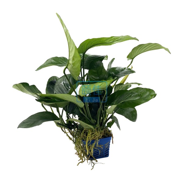 多芽中榕水榕水草活体批发鱼缸造景真水草水族箱观赏装饰阴性好养