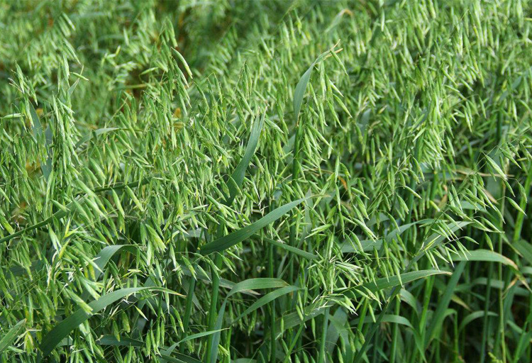 特色莜麦牧草种子中国燕麦种子高产量饲料高营养热卖春秋季种植