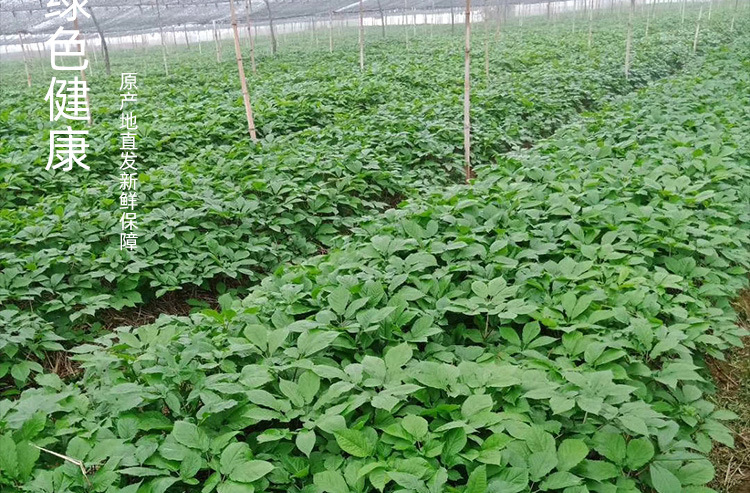 西洋参花旗参切片软枝硬枝50g瓶装人参文登地理标识产品直发